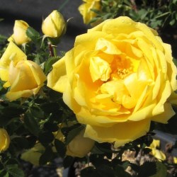 Rosa foetida Persian Yellow 1